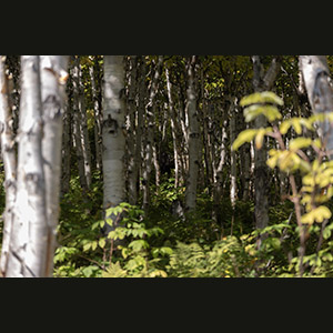 Parc national de la Gaspésie