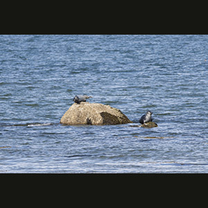 Parc national du Bic