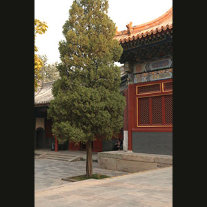 Beijing -  Yonghe Gong
