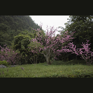 Yangshuo