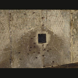 Edfu - Bats