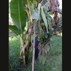 El Hegz - Bananas