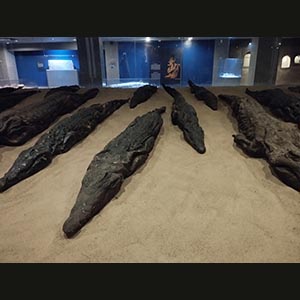 Kom Ombo - Crocodile Museum