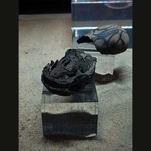 Kom Ombo - Crocodile Museum