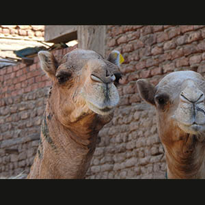 Daraw - Camels