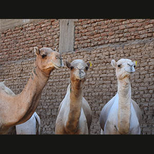 Daraw - Camels