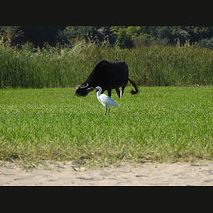 Fauna of the Nile