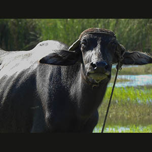 Fauna of the Nile