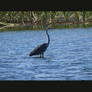 Fauna of the Nile