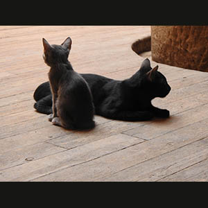 Aswan - Cats