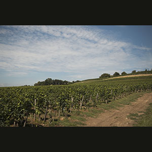 Bordeaux - Vineyards