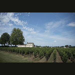 Bordeaux - Vineyards