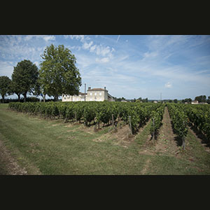 Bordeaux - Vineyards