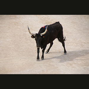 Camargue