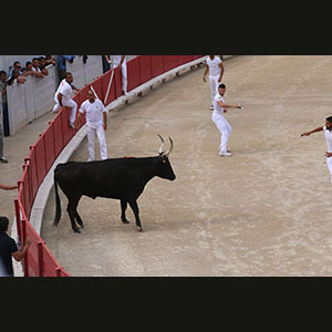 Camargue
