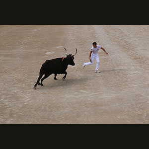 Camargue