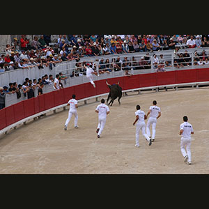 Camargue