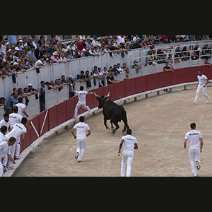 Camargue