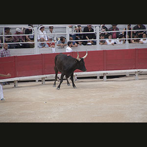Camargue