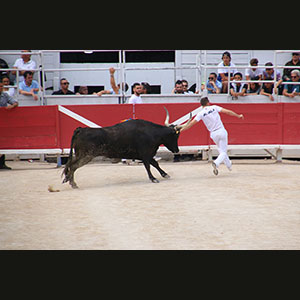 Camargue