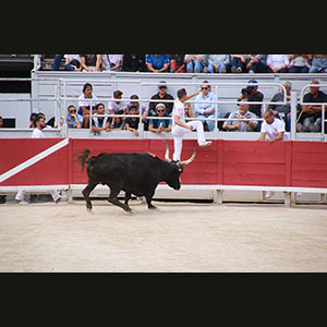 Camargue