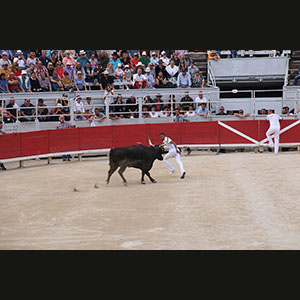Camargue