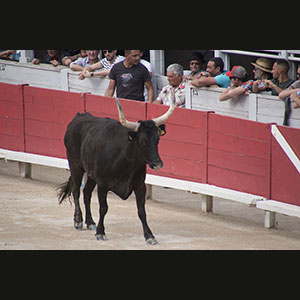 Camargue