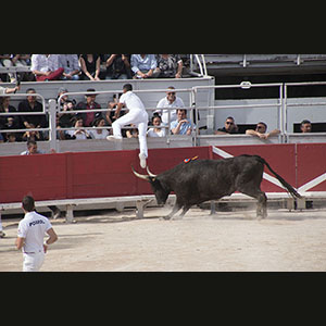 Camargue