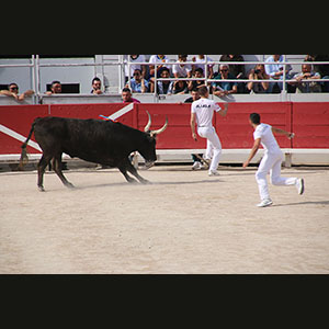 Camargue