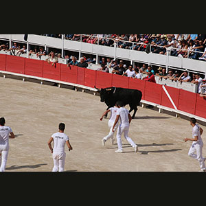 Camargue