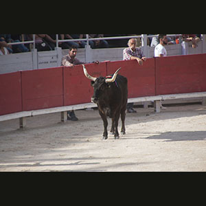 Camargue