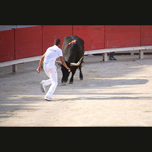 Camargue