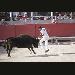 Camargue