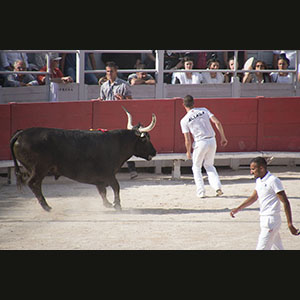 Camargue