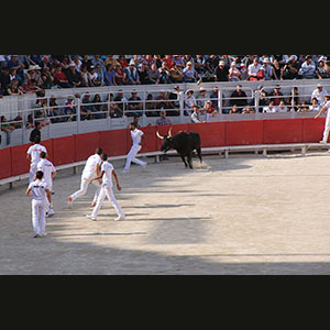 Camargue