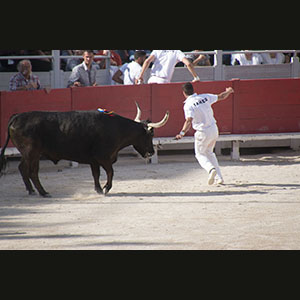 Camargue