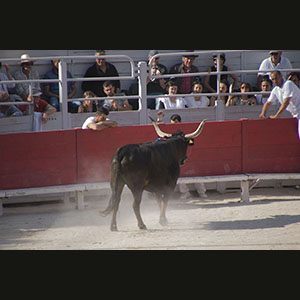 Camargue