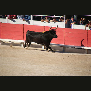 Camargue