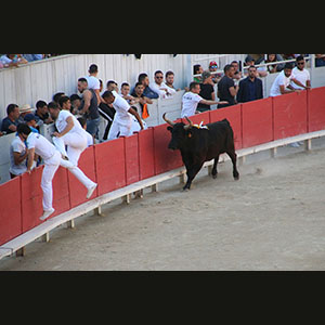 Camargue