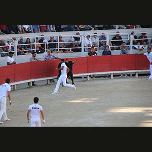 Camargue