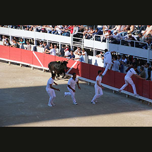 Camargue