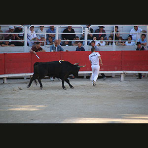 Camargue