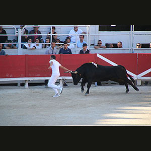 Camargue