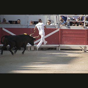 Camargue