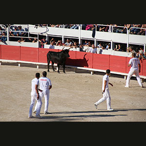 Camargue