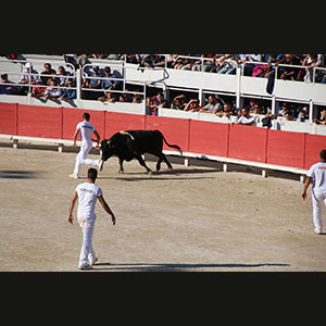 Camargue