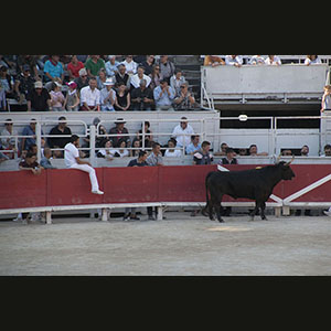Camargue