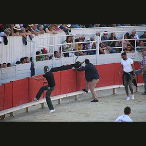 Camargue