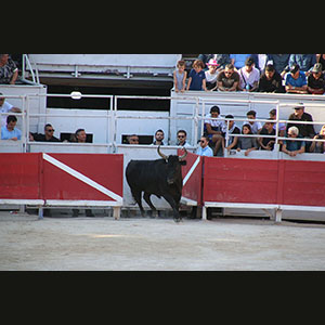 Camargue