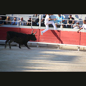 Camargue